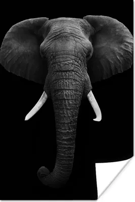 Produktbild von MuchoWow® Poster Elefant - Wildtiere - Schwarz - Weiß - Porträt 120x180 cm - Kunstposter