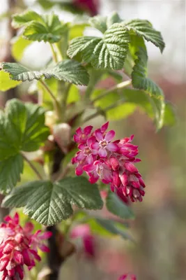 Produktbild von Ribes sanguineum 'Pulborough Scarlet', Blutjohannisbeere, rot, 60–100 cm