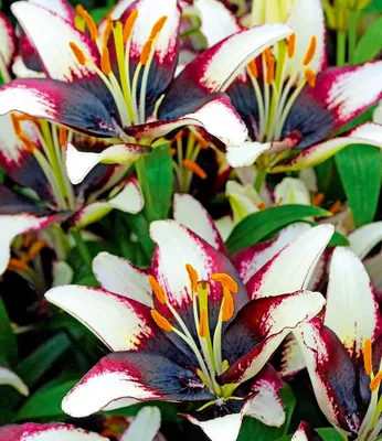 Produktbild von BALDUR Garten 3x Lilie 'Netty´s Pride', Zwiebeln mit Umfang 14-16 cm, lang & reich blühend, fasziniert auf Balkon & Terrasse, winterhart, mehrjährig, pflegeleicht, dekorativer Sommerhit, Lilium