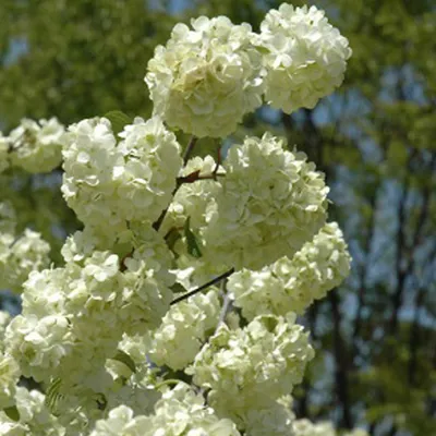 Image de Viburnum plicatum « Grandiflorum »  | 40-60 cm en pot