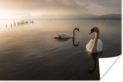 Produktbild von MuchoWow® Poster Schwäne - Vogel - Wasser 30x20 cm - Plakate - Print