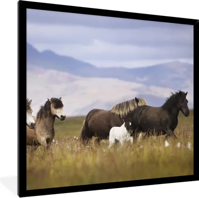 Produktbild von MuchoWow® Gerahmtes Poster Pferde - Gras - Berge 40x40 cm - Poster mit Schwarzem Bilderrahmen Wandposter Rahmen Foto Bilder - Mit Rahmen - Wanddekoration Schlafzimmer
