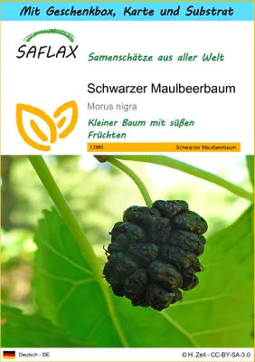 Produktbild von SAFLAX - Geschenk Set - Schwarzer Maulbeerbaum - 200 Samen - Mit Geschenk- / Versandbox, Versandaufkleber, Geschenkkarte und Anzuchtsubstrat - Morus nigra