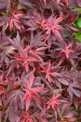 Produktbild von Acer palmatum 'Aratama', Japanischer Ahorn, kompakt, 40–60 cm