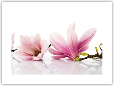 Produktbild von Poster - Poster ohne Rahmen - Magnolie blume natur pflanze - 40x30 cm - Wand Bild - Wanddeko - Wandbilder - Kunstposter - Wandposter - Bilder - Kunstdruck - Wanddekoration - Wandbild - P2XAA40x30-2641