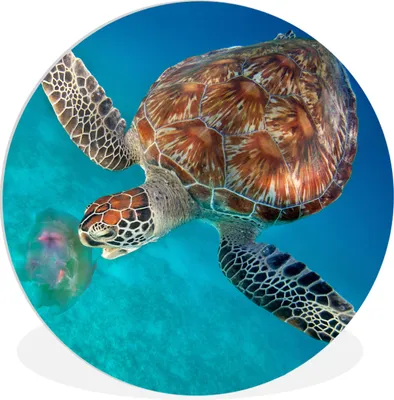 Produktbild von MuchoWow® Rundes Wandbild - Runde Bilder Grüne Schildkröte mit Qualle Ø 30 cm Kreis Wanddekoration Kunststoff - Wandkreis - Wandschmuck - Schlafzimmer - Bilder - Der Kreis - Kunst für die Wohnung - Plastik - Kunstdruck - Wandbild