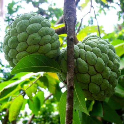 Obrázek produktu pro Cukrovník (Annona squamosa)  – 10 semen