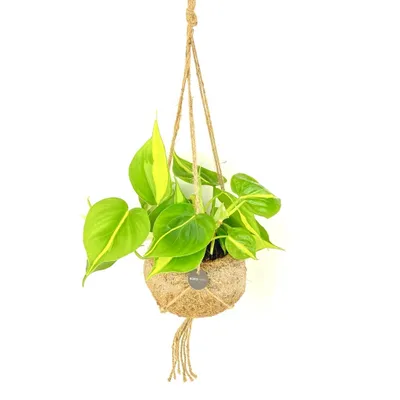 Obrázok produktu pre Kokodama Philodendron scandens Brasil (L)