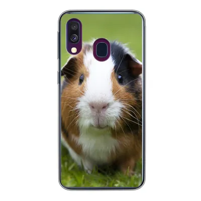 Produktbild von MuchoWow® Handyhülle Schutzhülle Hülle für Samsung Galaxy A40 Zwei Meerschweinchen Silikon Softcase Handy Hülle - Handy-Tasche