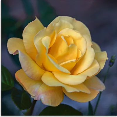 Produktbild von ARTland Glasbild Gelbe Rose Größe: 50x50 cm