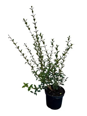 Zdjęcie produktu dla Osmanthus burkwoodii - Chinesische Duftblüte 40-60 cm | Pojemnik