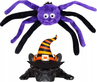 Produktbild von HALLOWEEN Spinne Maskottchen raschelnder Hund Spielzeug