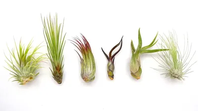 Produktbild von DIXIE STORE Tillandsia Pflanzen Anfang Luftpfanzen Set - 6-Pflanzen Set