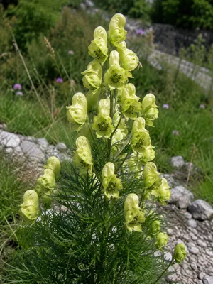 Produktbild von SaatPilot Aconitum anthora 100 Samen Gelber Eisenhut