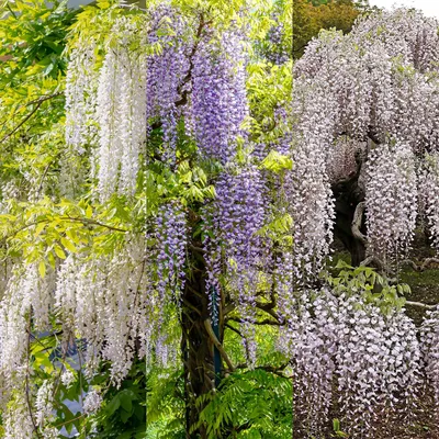 Obrázek produktu pro Glicínie Wisteria floribunda Tricolour - modrá, ružová a bílá - 3 rostliny