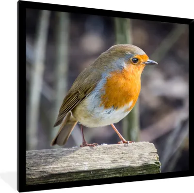 Produktbild von MuchoWow® Gerahmtes Poster Rotkehlchen - Winter - Holz 40x40 cm - Poster mit Schwarzem Bilderrahmen Wandposter Rahmen Foto Bilder - Mit Rahmen - Wanddekoration Schlafzimmer