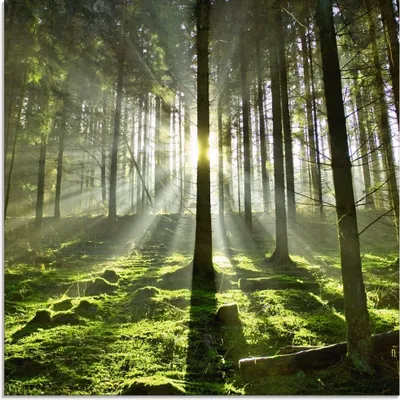 Produktbild von ARTland Glasbild Wald im Gegenlicht Größe: 50x50 cm