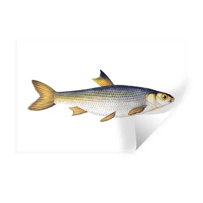 Obrázok produktu pre MuchoWow® Nálepka na stenu - Kapor - Ryby mora - 120x80cm - Samolepiaca a polohovateľná