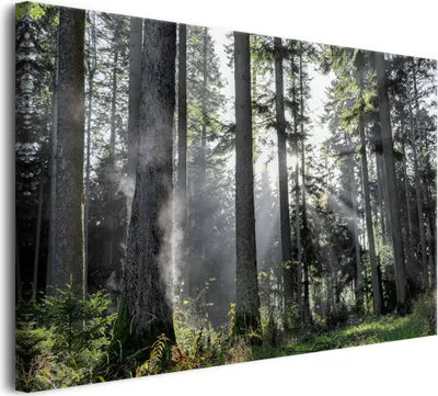 Obrázek produktu pro Obraz na plátně do obývacího pokoje Nástěnná dekorace Les při východu slunce 60x90