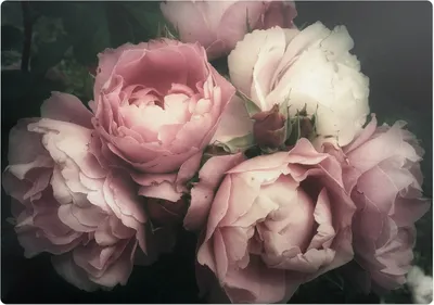 Produktbild von Strauß Rosenblüten – Bodenschutzmatte – Rutschfest – Schutzmatte für Büro – Vinylmatte – Stuhlunterlage  –100 x 70 cm