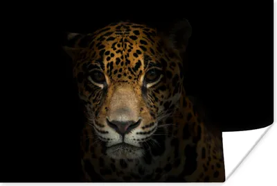 Produktbild von MuchoWow® Poster Panther - Schwarz - Nacht 60x40 cm - Schlafzimmerdekoration