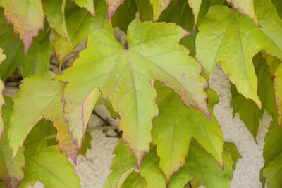 Produktbild von Parthenocissus tricuspidata 'Veitchii', Wilder Wein, 60–100 cm