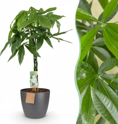 Image de Green boutiQ - Plante d'intérieur - Arbre à monnaie - Pachira Aquatica - Vert - Entretien facile - 1 Plante - avec Pot Gris - Pot 21cm - Hauteur 75 - 85cm