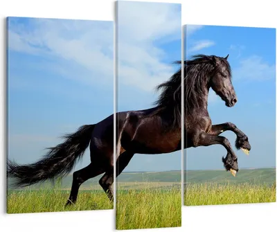 Produktbild von Bild auf Leinwand - Leinwandbild - Schwarzes Pferd Pferd Galopp - 95x80cm - Wand Bild - Wanddeko - Leinwanddruck - Bilder - Kunstdruck - Wanddekoration - Leinwand bilder - Wandkunst - CB95x80-0495