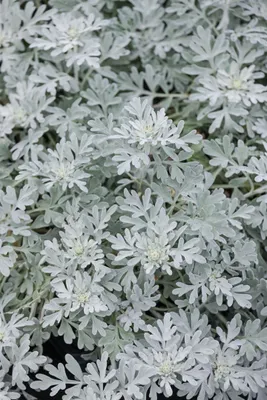 Produktbild von Artemisia stelleriana 'Mori', Silberblatt, ca. 9x9 cm Topf