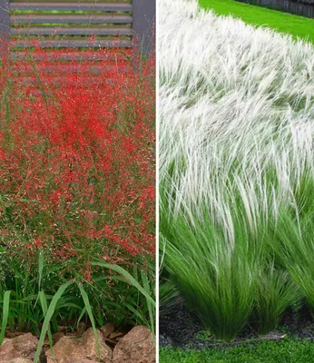 Produktbild von BALDUR Garten 6er Ziergras-Kollektion, Pflanzen im 9x9 cm-Topf, 3 Pflanzen Rotes Liebesgras + 3 Pflanzen Federgras (Stipa), winterharte Staude, mehrjährig, Eragrostis spectabilis, Stipa borysthenica