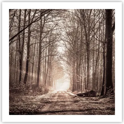 Produktbild von Poster - Poster ohne Rahmen - Wald Straße Baum - 60x60 cm - Wand Bild - Wanddeko - Wandbilder - Kunstposter - Wandposter - Bilder - Kunstdruck - Wanddekoration - Wandbild - P2XAC60x60-3620
