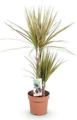 Image de Dracaena Marginata Bicolor – Dracaena – 17 cm – Hauteur 70-75 cm – Facile d'entretien, rouge