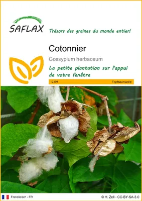 Image de SAFLAX  - Cotonnier - 12 graines - Gossypium