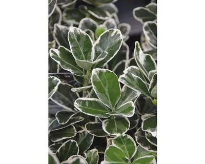 Produktbild von Spindelstrauch FloraSelf Euonymus japonica 'Kathy' Halbstamm H 40 cm Co 6 L