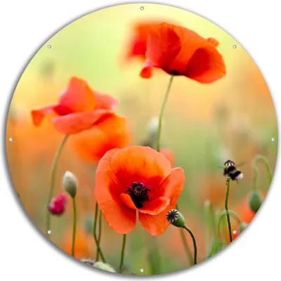 Produktbild von Wallario rundes Outdoor-Poster für Garten oder Balkon, Motiv Mohnblumenblüten, 60 cm Durchmesser