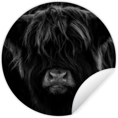 Produktbild von MuchoWow® Runde Wandtattoo - Wandsticker Tapete Aufkleber Schottischer Highlander - Kuh - Schwarz - Weiß - Porträt Ø 30 cm Selbstklebend und Repositionierbar - Wandaufkleber - Kreis - Wandbild - Fototapete - Selbstklebend - Dekoration - Wandschmuck - Schlafzimmer