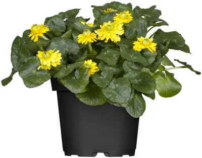 Produktbild von Ranunculus ficaria, Scharbockskraut, gelb, ca. 9x9 cm Topf