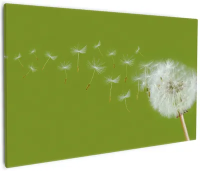 Produktbild von Wallario Premium Leinwandbild Pusteblume auf der Wiese mit fliegenden Samen in Größe 60 x 90 cm