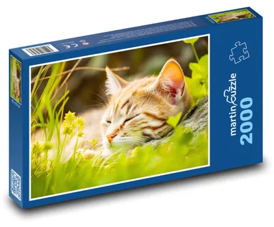 Obrázek produktu pro martinpuzzle - Puzzle 2000 - Spící kočka - mládě, zvíře