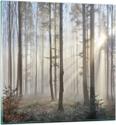Produktbild von Bilder auf glas - Wald Baum Natur - 70x70cm - Glasbilder - Wandbilder - Kunstdruck - zum Aufhängen bereit - Wanddekoration aus Glas - Glas Bilder - Wandbild auf Glas - Einteilig - GAC70x70-3749