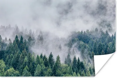 Produktbild von MuchoWow® Poster Wald - Nebel - Bäume 180x120 cm - Fotoplakat