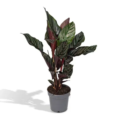 Produktbild von Meergroothandel Calathea Ornata - 50 cm, ø 14 cm