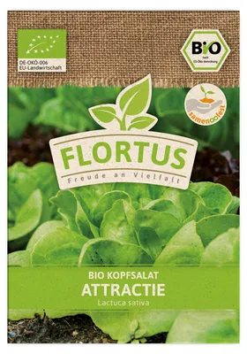 Artikelbild 1 von 'BIO Kopfsalat Attractie' aus der Kategorie Kopfsalatsamen