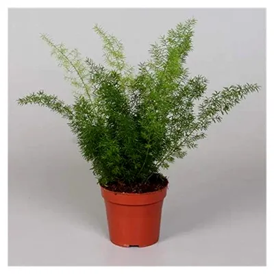 Produktbild von Zierspargel Meyeri 35 cm - Fuchsschwanz Farn