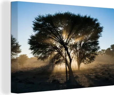 Obrázek produktu pro OneMillionCanvasses® - Obraz na plátně - 140x90 cm, Silueta trnovníku v Kgalagadi Transfrontier Park, Nástěnné umění tisk nástěnné dekorace - Fotografie na plátně - Malba