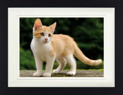 Produktbild von Katzen Gerahmtes Bild Mit Edlem Passepartout | Wand-Bilder | Im Bilderrahmen - Rot-Weiß Getigertes Hauskätzchen (30 x 40 cm)