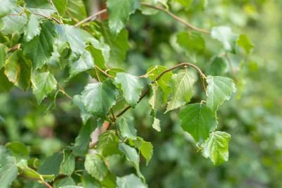 Produktbild von Betula pendula 'Fastigiata', Hängebirke, säulenförmig, 40–60 cm