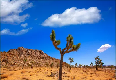 Produktbild von Wallario Fototapete Vliestapete, seidenmatte Oberfläche, einfache Verarbeitung, Größe 350 x 245 cm, Motiv Palmlilie im Nationalpark Yucca Valley  Wüstenlandschaft