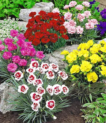Produktbild von BALDUR Garten Prachtmischung Duft-Gartennelken,10 Pflanzen, leuchtende Blüten, zarter Duft, bienenfreundlich, trockenresistent, winterhart & mehrjährig
