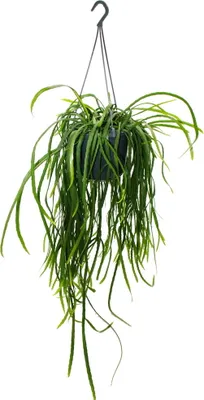 Obrázok produktu pre Závesný kaktus - Lepismium bolivianum - Pfeiffera - bezšpicatý listový kaktus - 15cm závesný kvetinác